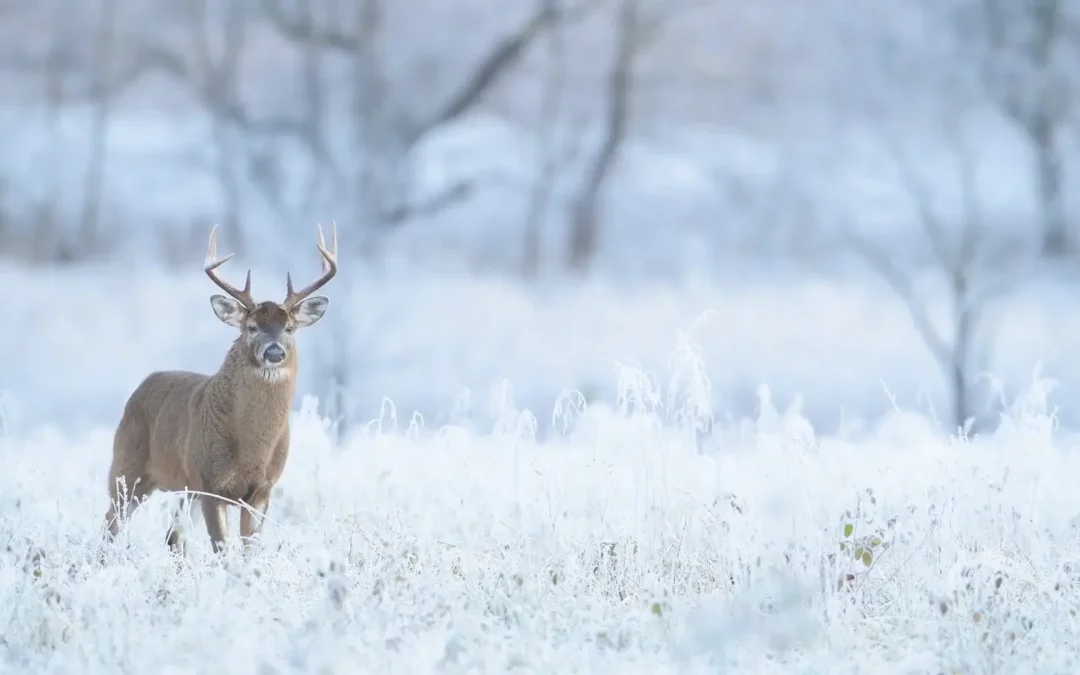 Rehbock mit Geweih steht auf frostiger Wiese im Winter als Sinnbild für das Jahresende bei PE Solution 2025
